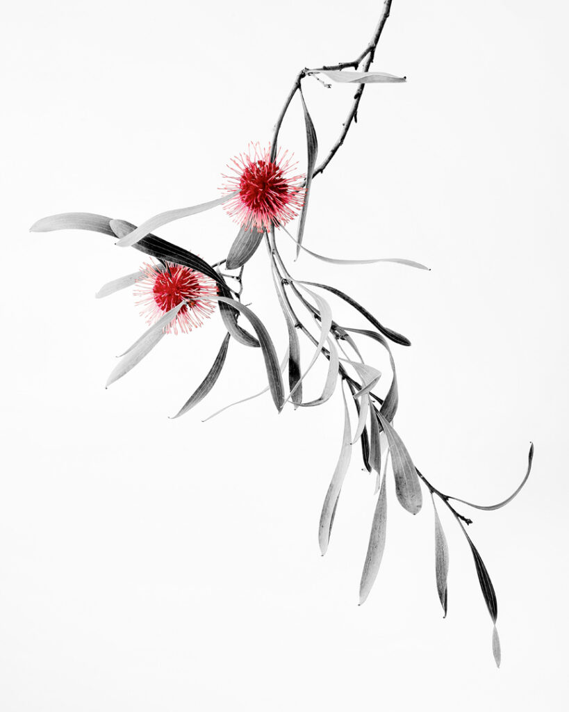 PINCUSHION