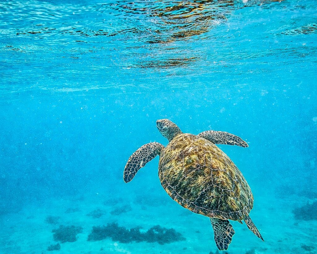 OCEANS GENTLE TRAVELER