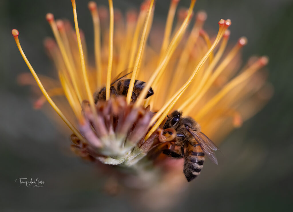 BUSY BEES