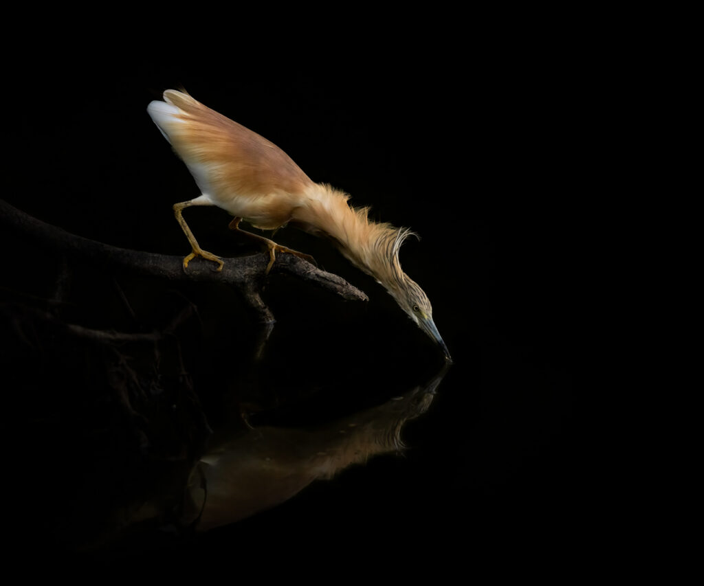 GOING FOR THE CATCH