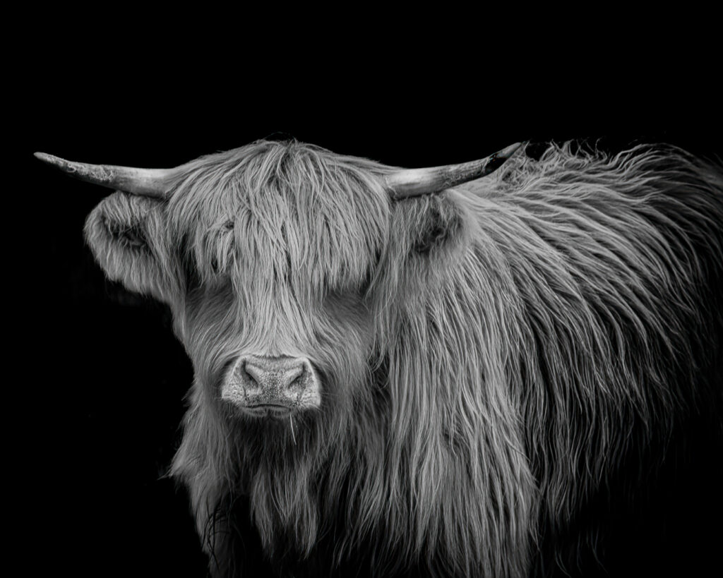HAIRY COO