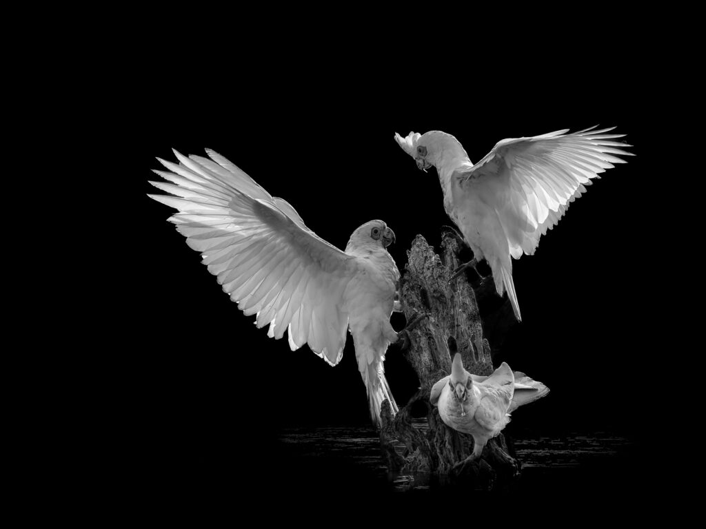 TRIO OF COCKATOOS