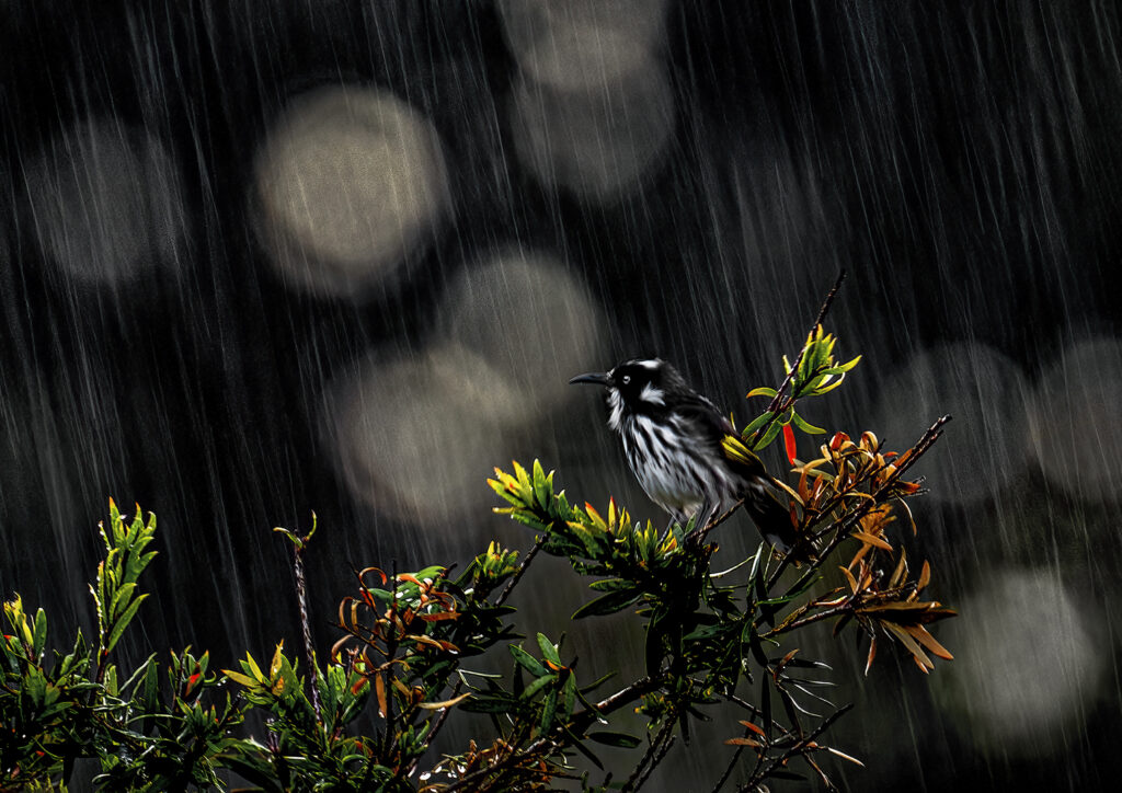 Rainy morning