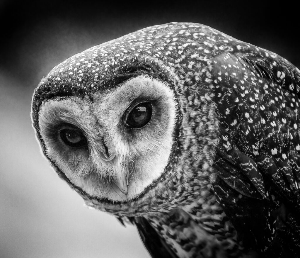 Masked owl
