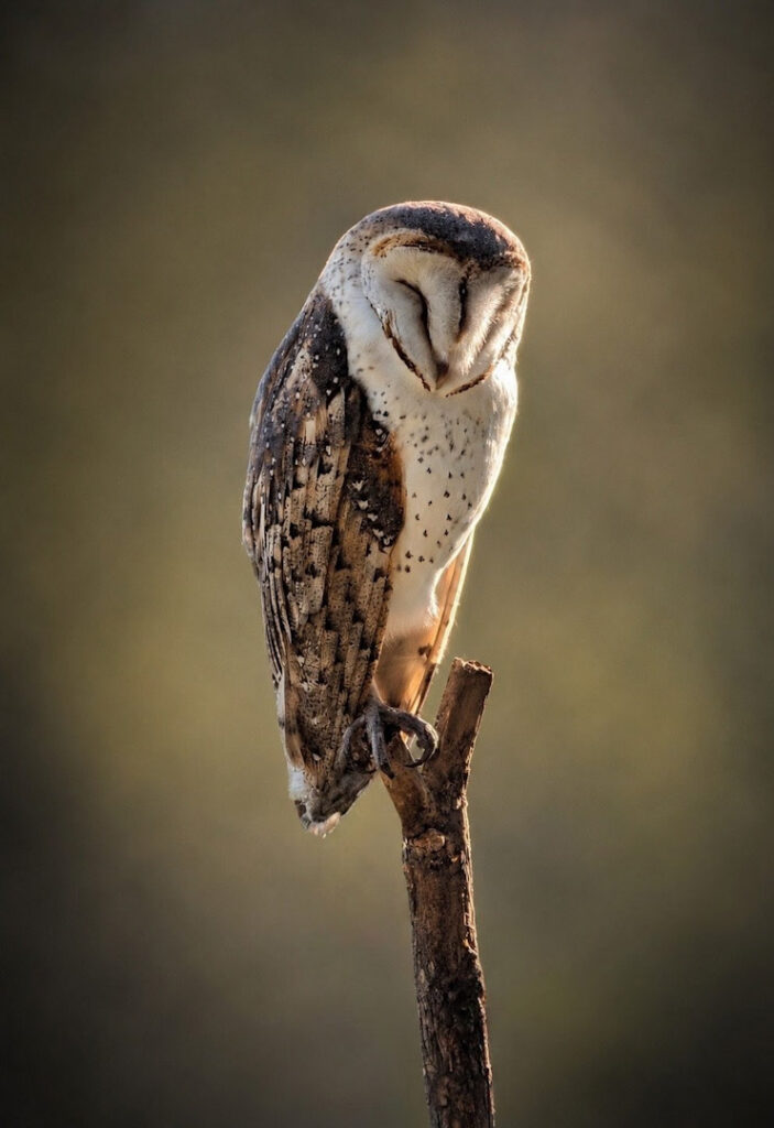 Barn owl
