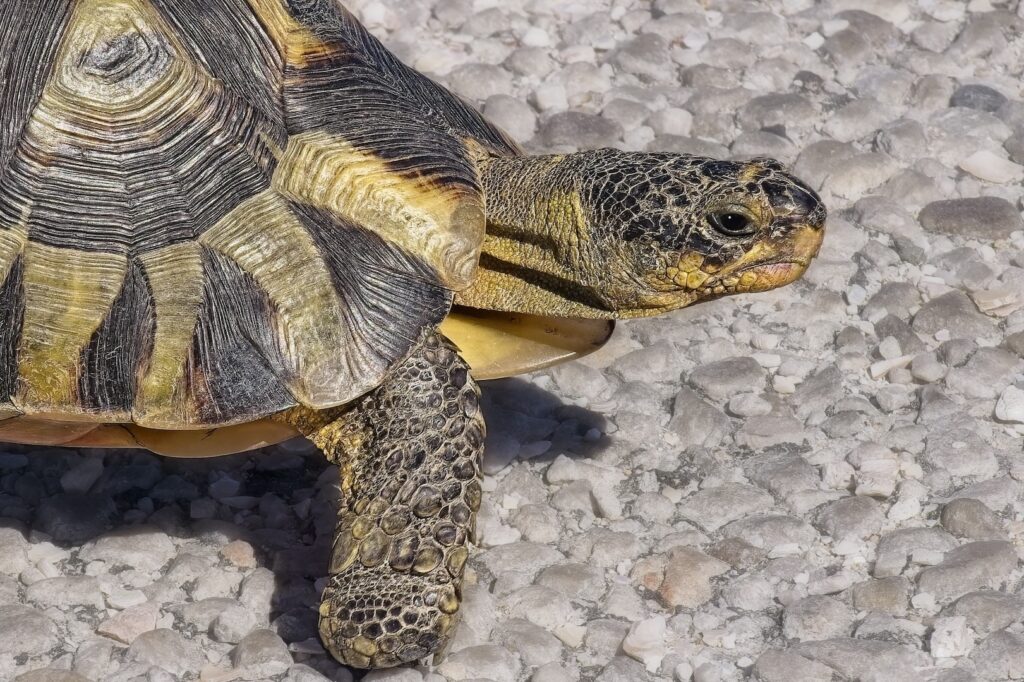 tortoise