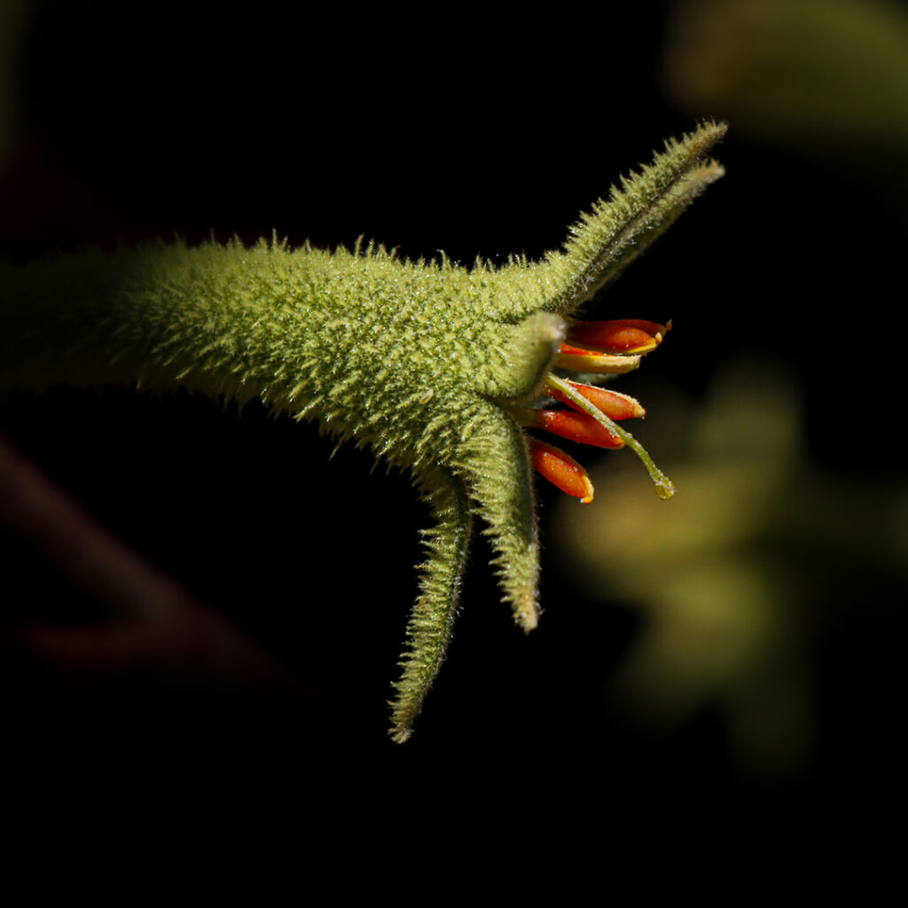 Kangaroo Paw