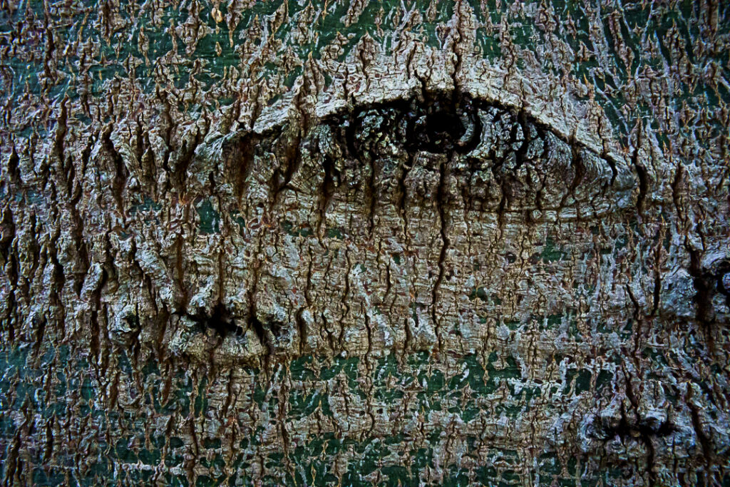 Crocodile Tree
