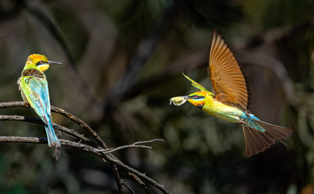 Courtship Delivery