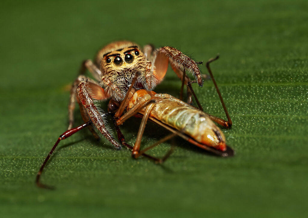 Jumping spider