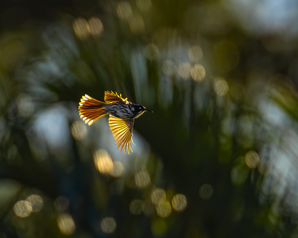 New Holland honeyeater