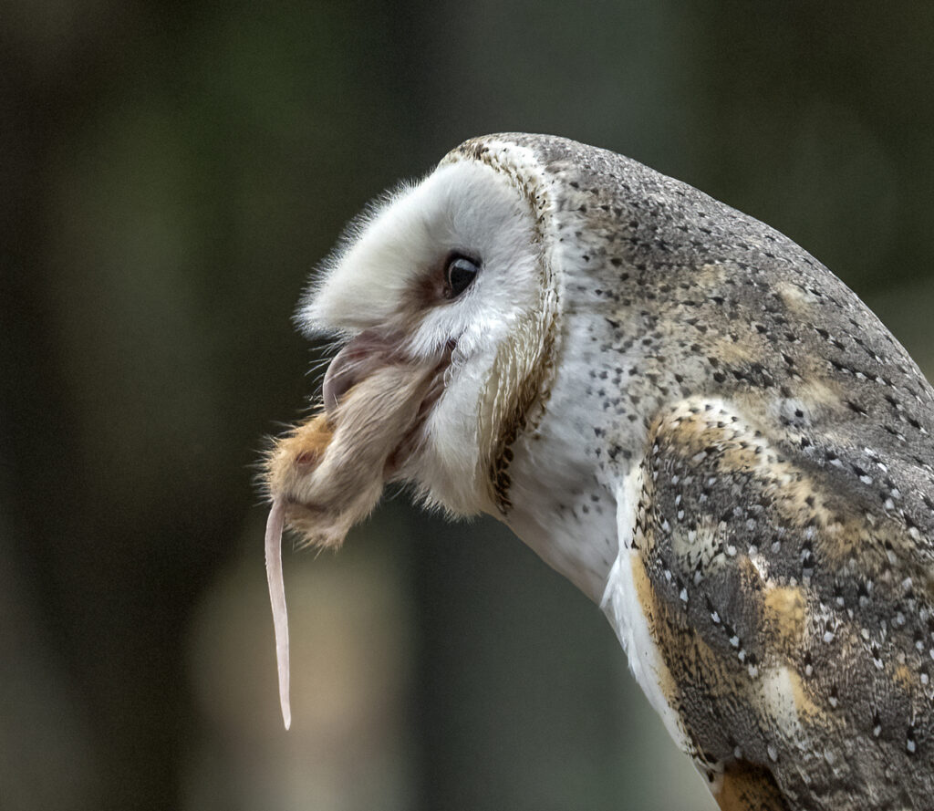 Owl's lunch
