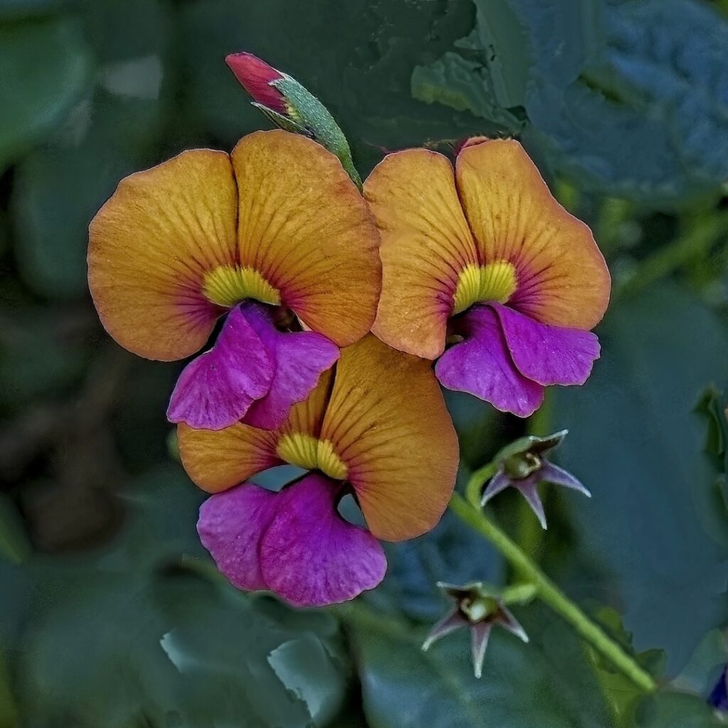 Dillwynia