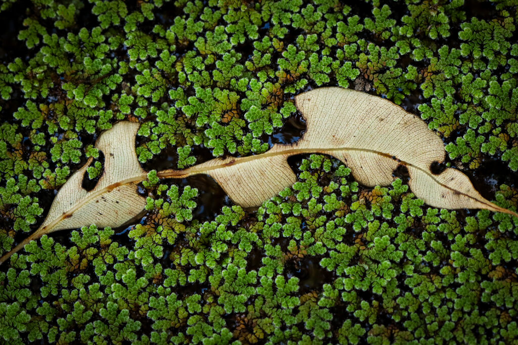 POND PATTERNS