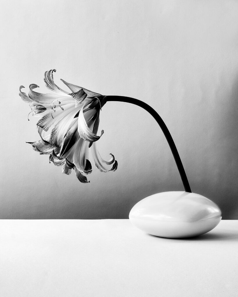 Amaryllis
