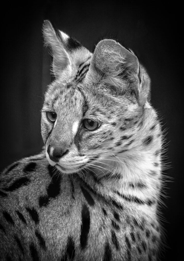 African wild serval cat